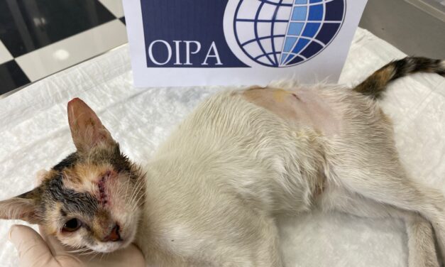 SEVEN FEMALE STRAY CATS STERILIZED IN AZERBAIJAN