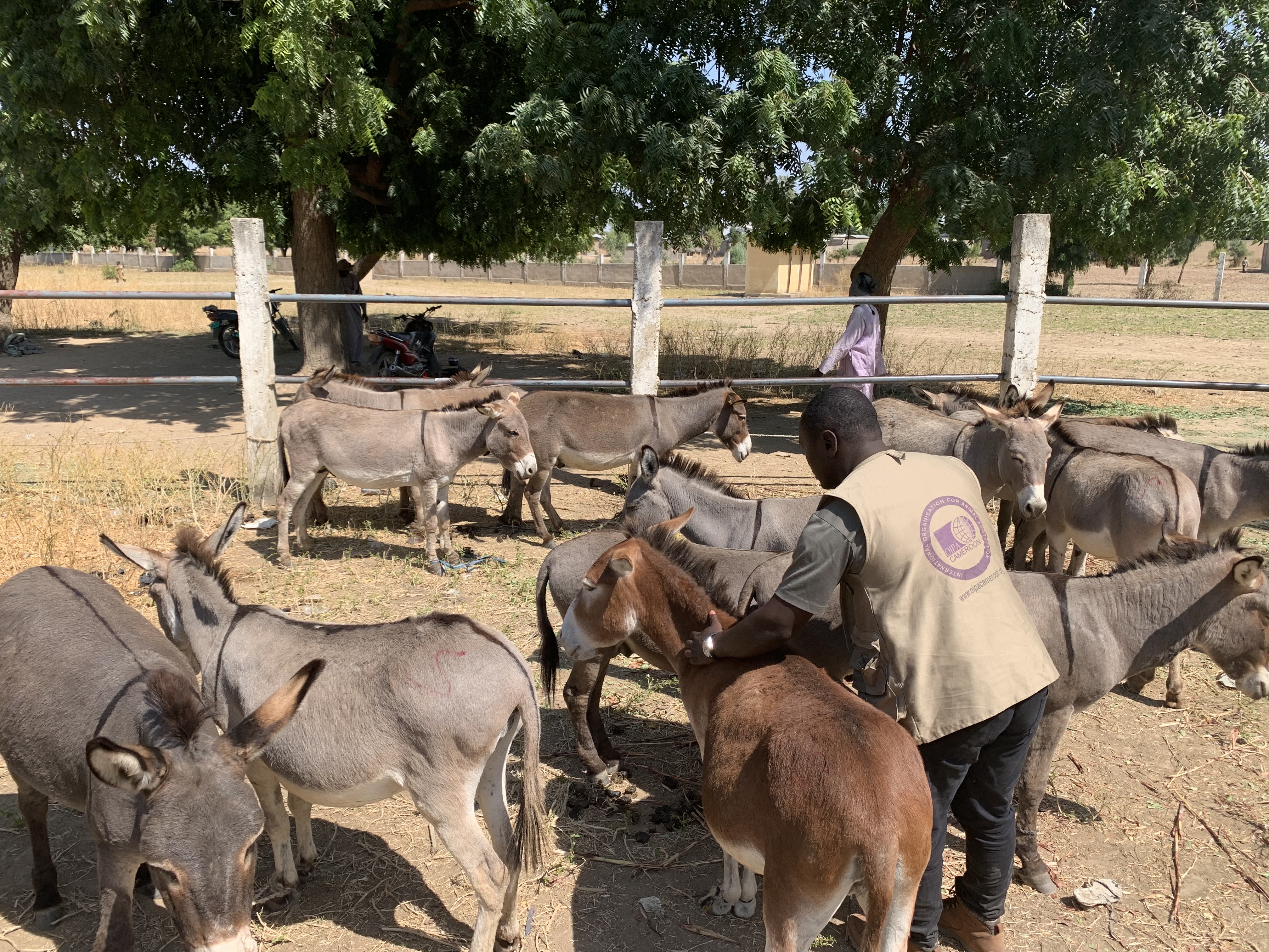 FIRST OUTCOMES ON DONKEY SKIN TRADE AND DONKEY WELFARE AWARENESS CAMPAIGN OF OIPA CAMEROON