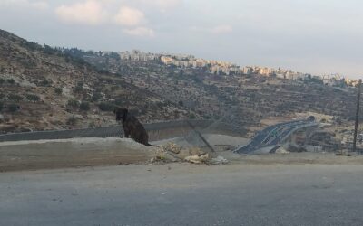 MIDDLE EAST WAR: OIPA LAUNCHES THE FUNDRAISING CAMPAIGN IN AID OF ANIMALS