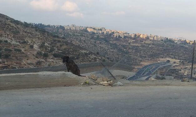 MIDDLE EAST WAR: OIPA LAUNCHES THE FUNDRAISING CAMPAIGN IN AID OF ANIMALS