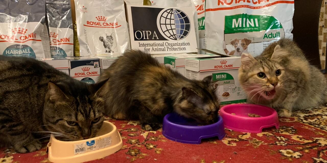EMERGENCY UKRAINE: THREE CATS AND A DOG IN NEED RECEIVE ASPECIFIC FOOD FOR THEIR DIET