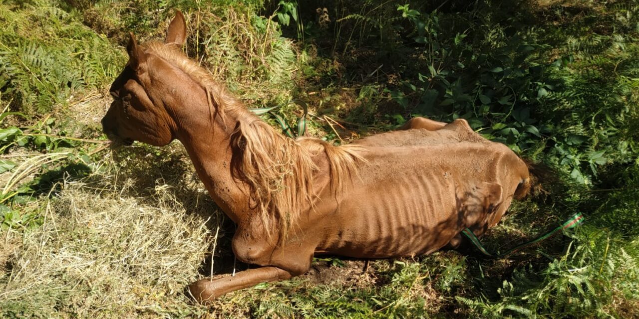 A HORSE DIED OF STARVATION, OTHER FOUR SEIZED BY OIPA ITALY ANIMAL CONTROL OFFICERS. VOLUNTEERS: “A DISTURBING HARD-TO WATCH SCENE”