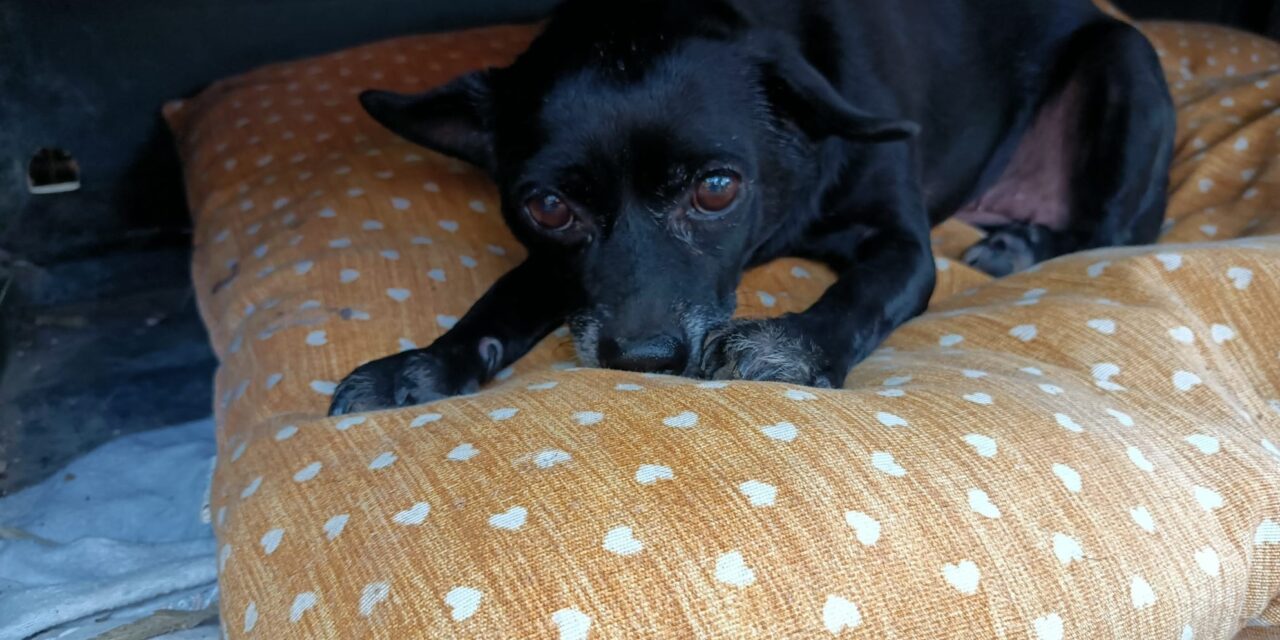 OIPA’S VOLUNTEERS RESCUE BELLA, AN OLD DOG AFFECTED BY CANCER AND ABANDONED. WE CAN’T LEAVE HER ALONE