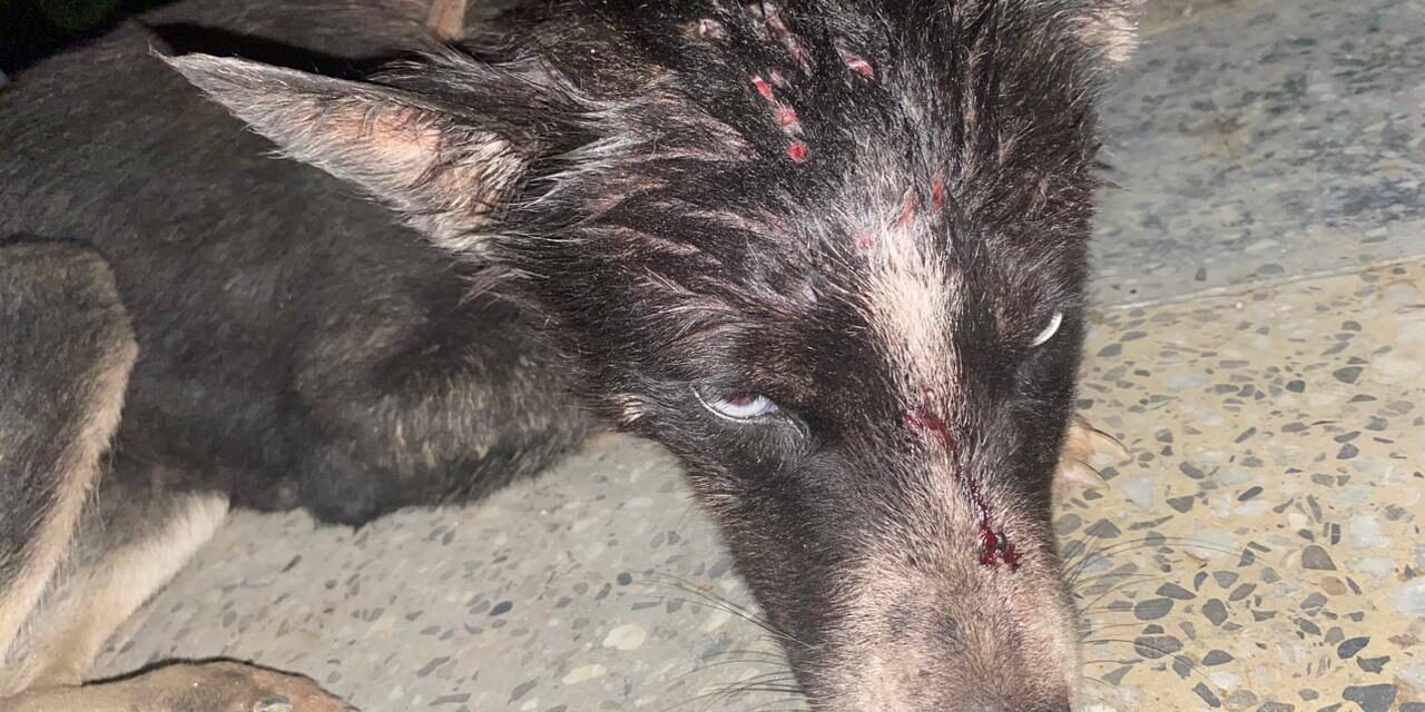 DOG REPEATEDLY SHOT IN THE HEAD, ANOTHER TERRIBLE EPISODE OF ANIMAL CRUELTY IN AZERBAIJAN