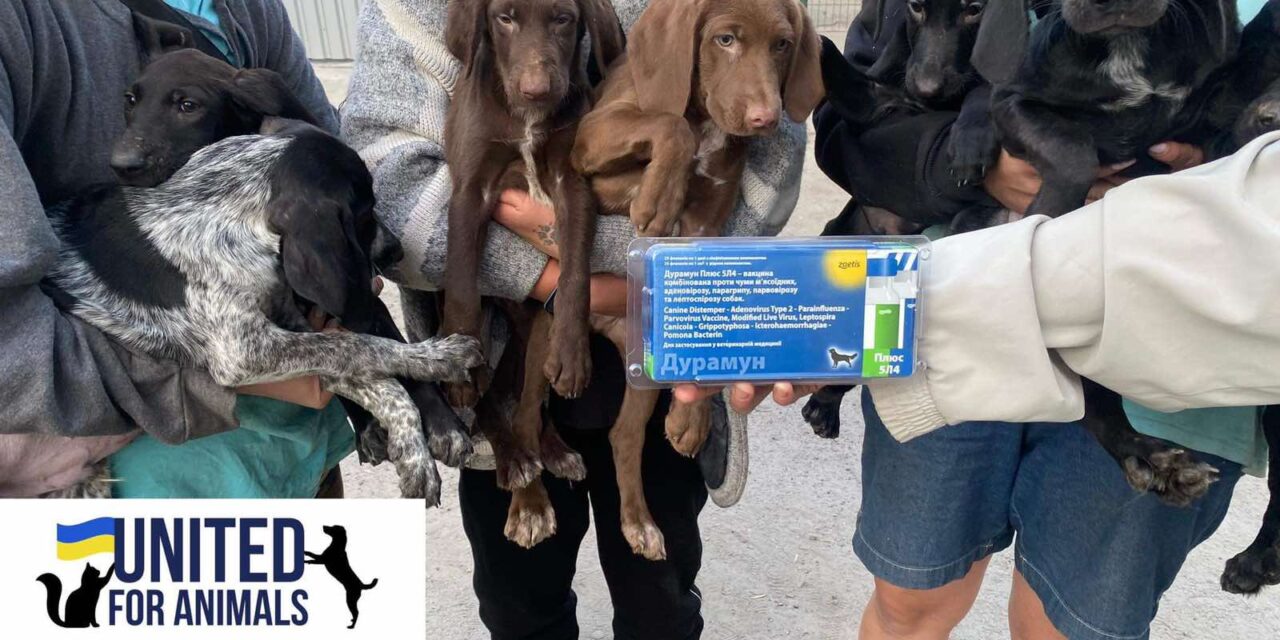 UKRAINE: VACCINES FOR ANIMALS IN SHELTERS DISTRIBUTED IN SEPTEMBER