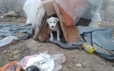 TAKE ACTION TO IMPROVE ANIMALS’ LIVES IN KURDISTAN