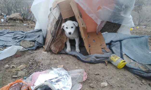 TAKE ACTION TO IMPROVE ANIMALS’ LIVES IN KURDISTAN