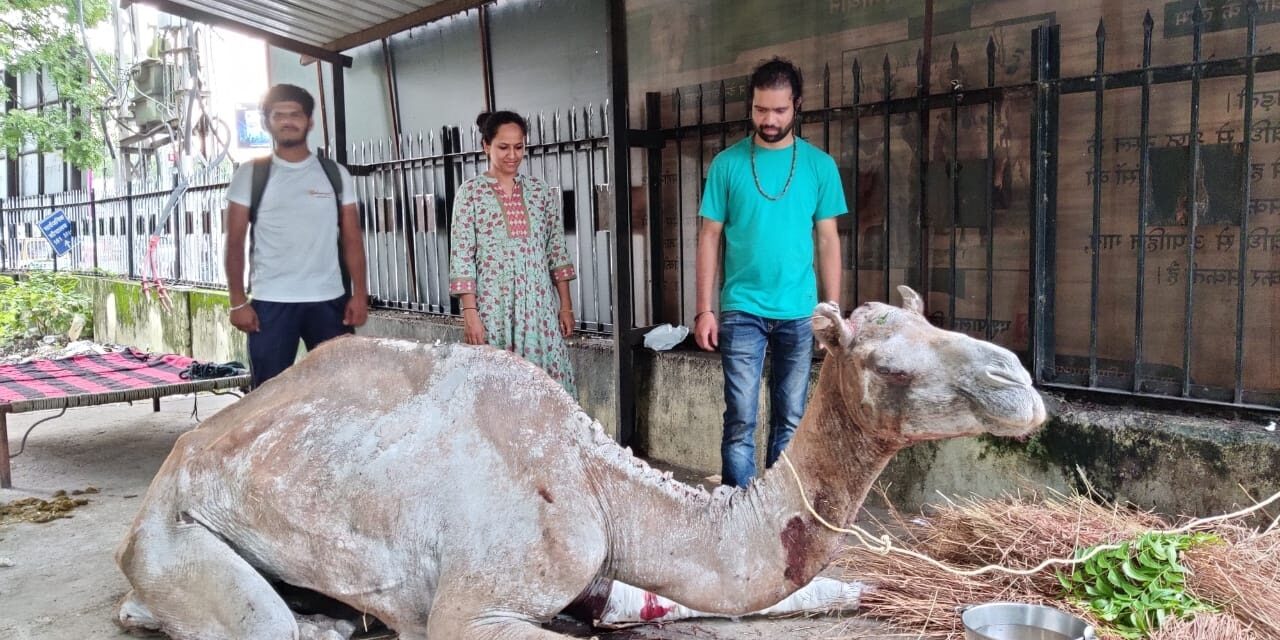 IN MEMORY OF RANI, THE FIRST CAMEL CREMATED IN RAJASTHAN. ALL ANIMALS HAVE DIGNITY AND DESERVE CARE