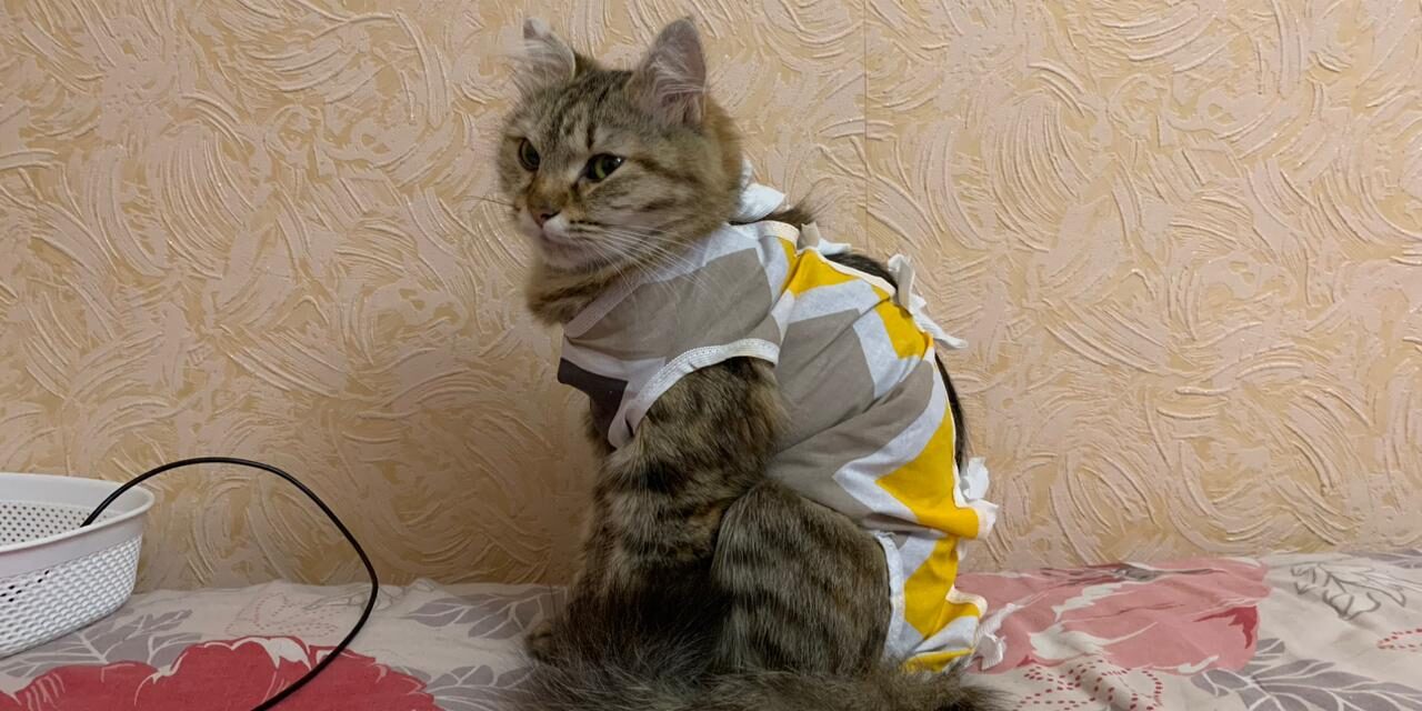EMERGENCY UKRAINE: OIPA GIVES HELP TO A FAMILY AND STERILIZE THEIR FEMALE CATS
