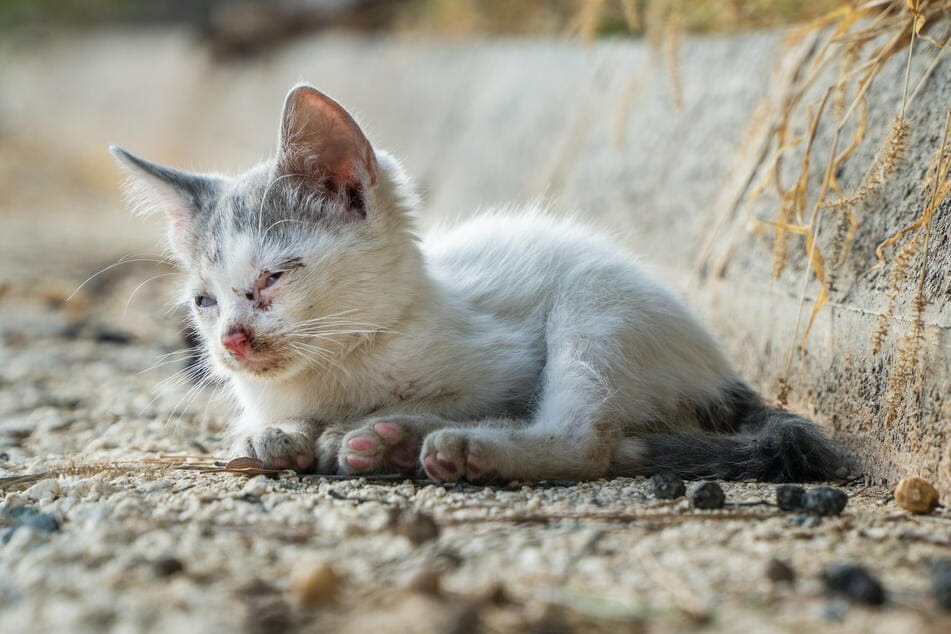 A DESPERATE REQUEST FROM DUBAI: OVER 400 HOMELESS CATS NEED FOOD