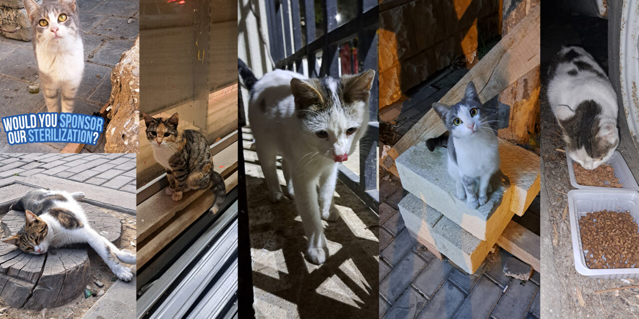 SIX CATS LEFT OUT FROM THE AUTUMN STERILIZATION CAMPAIGN IN BAKU, AZERBAIJAN. SPREAD THE VOICE TO HELP THEM