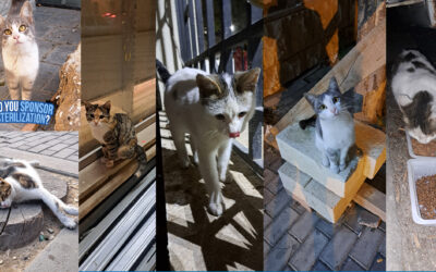 SIX CATS LEFT OUT FROM THE AUTUMN STERILIZATION CAMPAIGN IN BAKU, AZERBAIJAN. SPREAD THE VOICE TO HELP THEM