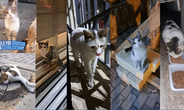 SIX CATS LEFT OUT FROM THE AUTUMN STERILIZATION CAMPAIGN IN BAKU, AZERBAIJAN. SPREAD THE VOICE TO HELP THEM