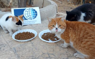 AFTER THE DESPERATE REQUEST OF A VOLUNTEER, OIPA DELIVERS A GIFT TO CATS IN DUBAI