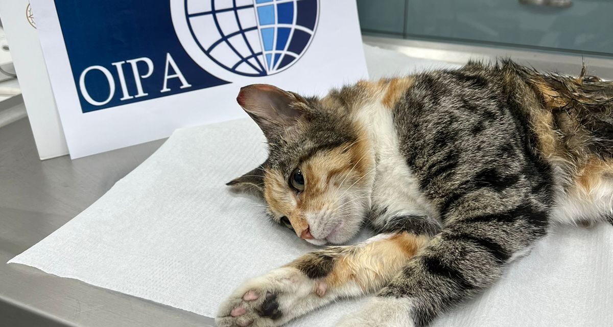 MISSION ACCOMPLISHED: SEVEN OUTSIDERS STRAY CATS FINALLY INCLUDED IN OIPA AZERBAIJAN’S AUTUMN STERILIZATION CAMPAIGN