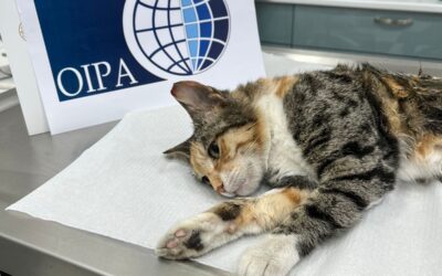 MISSION ACCOMPLISHED: SEVEN OUTSIDERS STRAY CATS FINALLY INCLUDED IN OIPA AZERBAIJAN’S AUTUMN STERILIZATION CAMPAIGN
