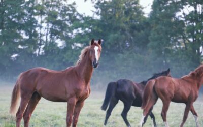 ASK FOR A LAW TO BAN THE SLAUGHTER OF HORSES. SIGN NOW THE EUROPEAN CITIZENS’ INITIATIVE ‘END THE HORSE SLAUGHTER AGE’
