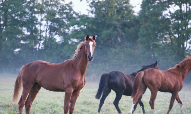 ASK FOR A LAW TO BAN THE SLAUGHTER OF HORSES. SIGN NOW THE EUROPEAN CITIZENS’ INITIATIVE ‘END THE HORSE SLAUGHTER AGE’
