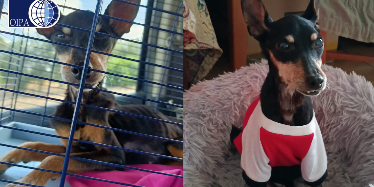 FOUND SICK AND SKINNY, NOW HOPE NEEDS YOUR HELP TO RECOVER