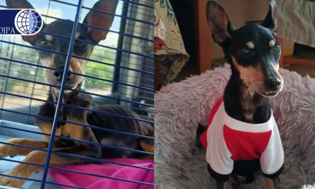 FOUND SICK AND SKINNY, NOW HOPE NEEDS YOUR HELP TO RECOVER