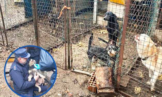 ANIMAL HOARDING IN ITALY. 24 DOGS SEIZED FROM TERRIBLE LIVING CONDITIONS