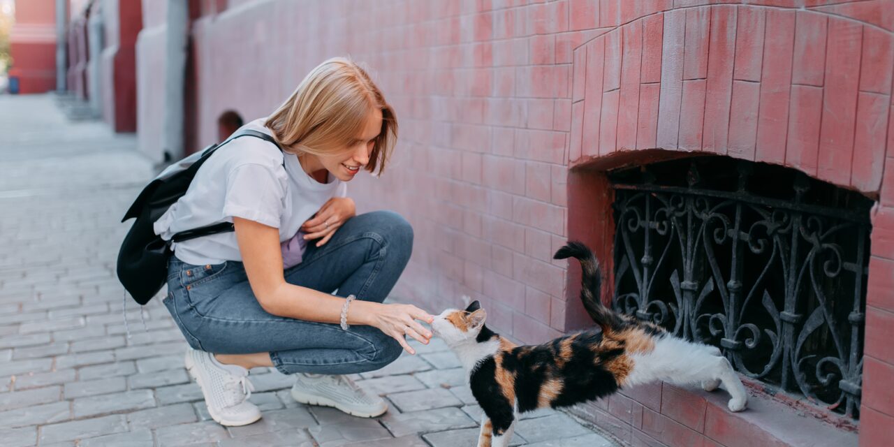 MAKE THE DIFFERENCE CHANGE THE TREND. HELP STRAY CATS