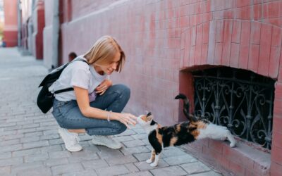 MAKE THE DIFFERENCE CHANGE THE TREND. HELP STRAY CATS
