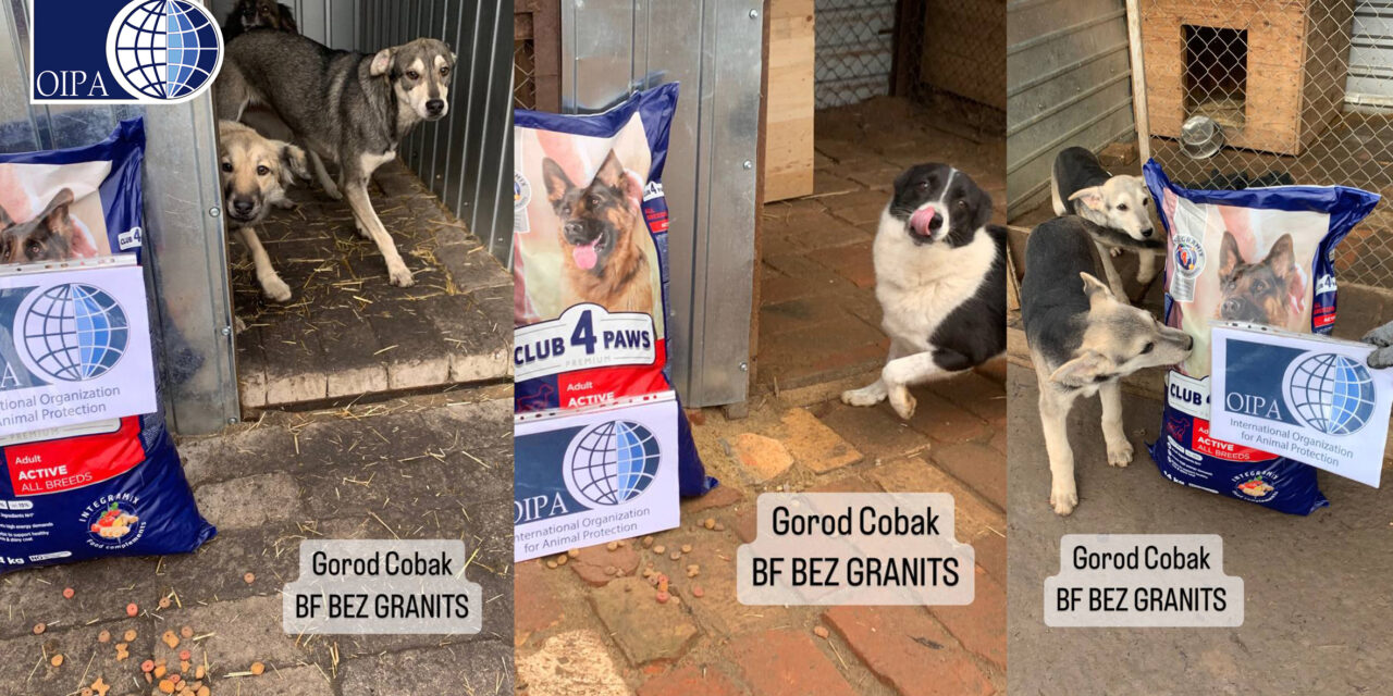 EMERGENCY UKRAINE: FOOD DISTRIBUTED TO DOGS AT GOROD COBAK SHELTER IN MYKOLAIV