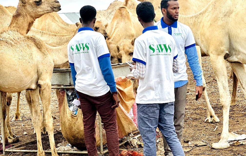 WELCOME TO SAWS, A NON-PROFIT ORGANIZATION COMMITTED TO THE WELFARE AND PROTECTION OF ANIMALS IN SOMALIA