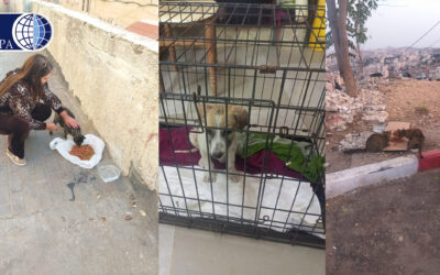 PALESTINE, DONATION TO AEA BETHLEHEM FOR THEIR ACTIVITIES IN AID OF HOMELESS ANIMALS