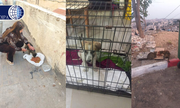 PALESTINE, DONATION TO AEA BETHLEHEM FOR THEIR ACTIVITIES IN AID OF HOMELESS ANIMALS