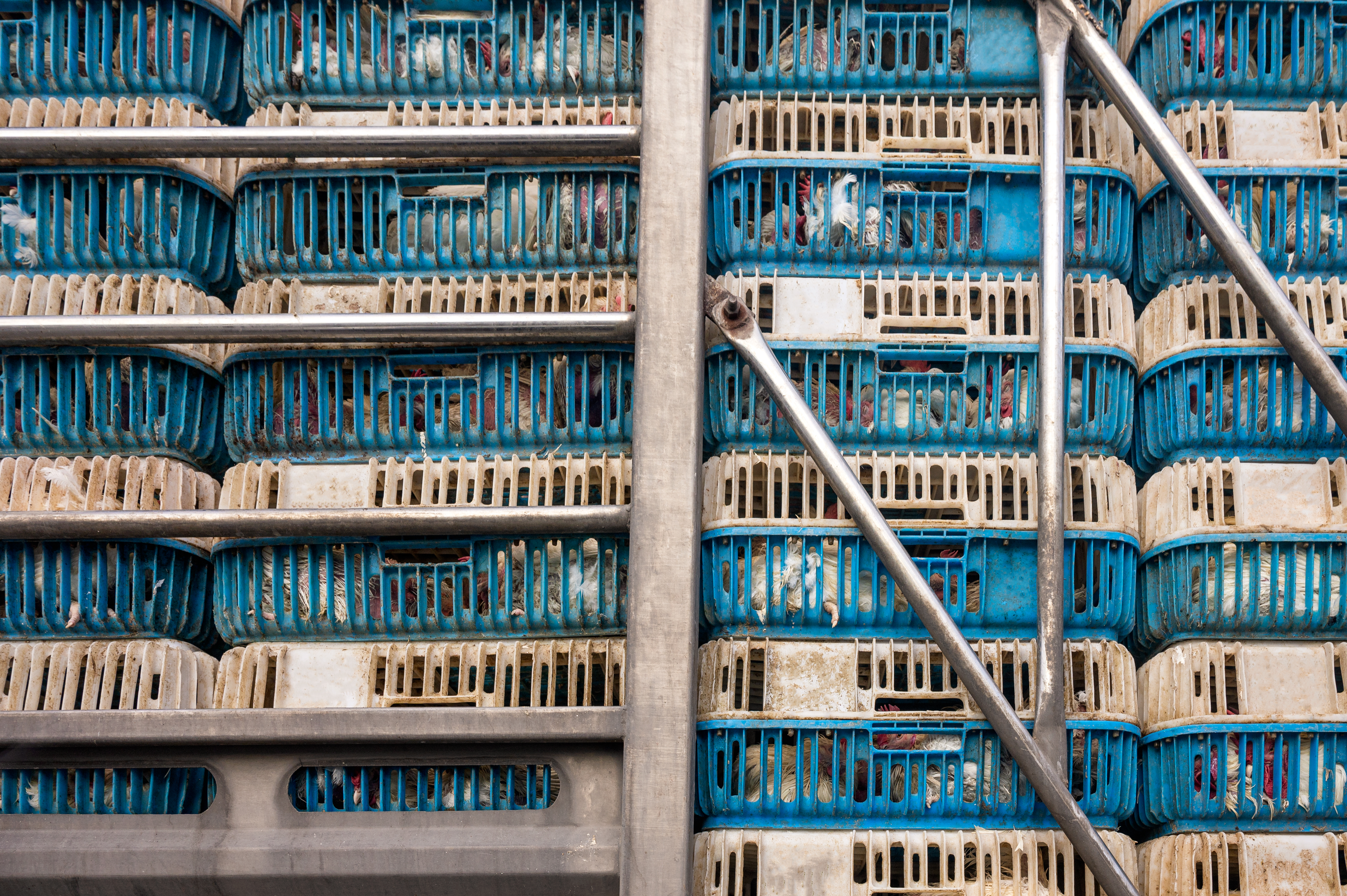 EU ANIMAL TRANSPORT PROPOSAL NOT ENOUGH TO IMPROVE ANIMAL WELFARE