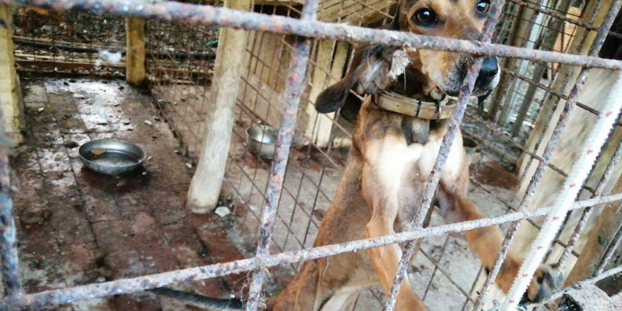 SKIN AND BONES, SEVERELY EMACIATED AND LOCKED UP IN SMALL KENNELS, SIX HUNTING DOGS RESCUED BY OIPA ITALY, THEY NOW NEED CARE AND ATTENTION