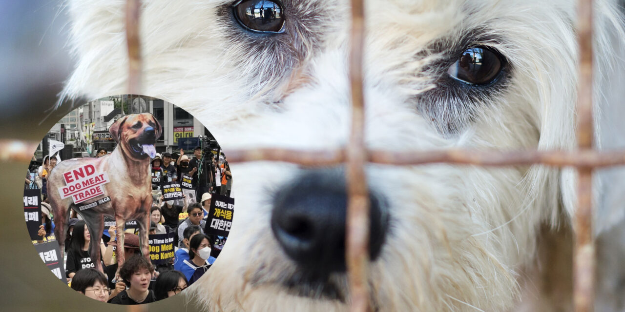 SOUTH KOREA PASSES HISTORIC DOG MEAT TRADE BAN