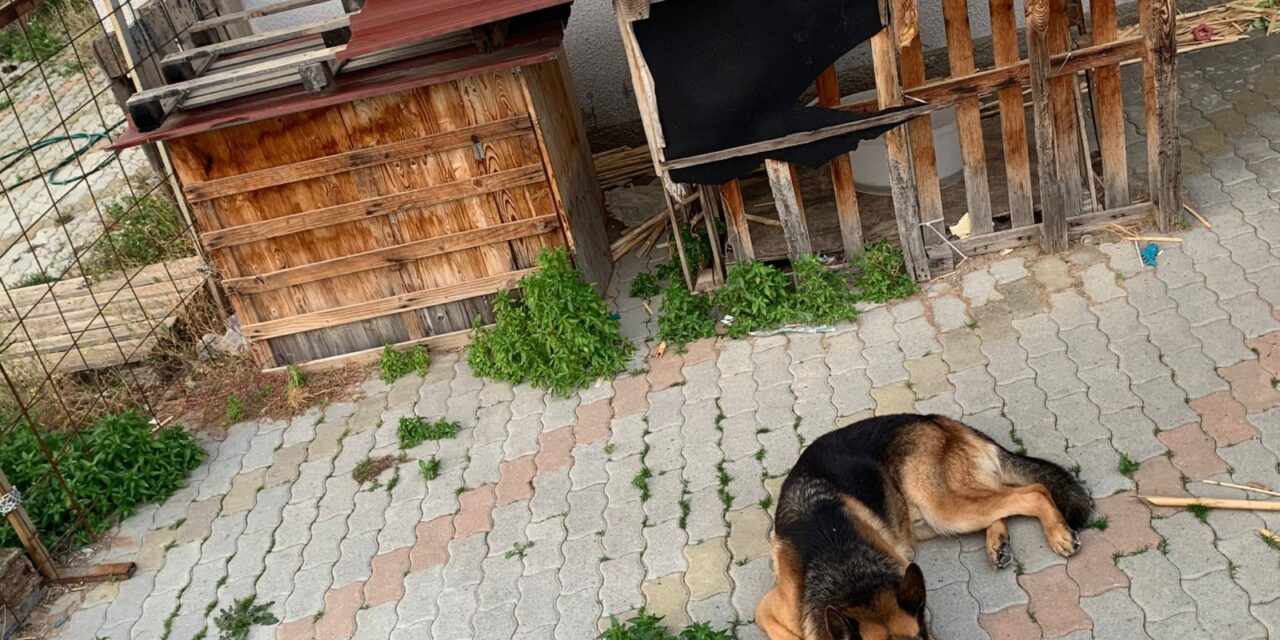 KEPT OUTDOORS AS GUARD DOG AND TETHERED FOR YEARS, INNO DESERVES ANOTHER CHANCE