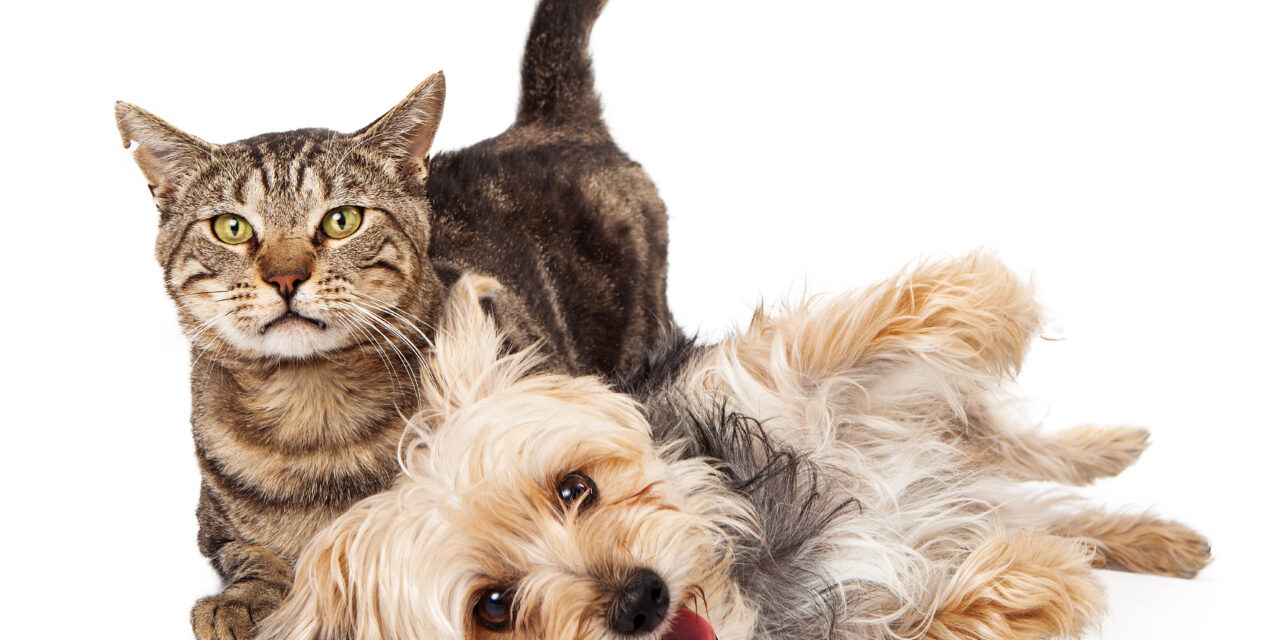 BETTER PROTECTION FOR CATS AND DOGS IN THE EU LEGISLATION