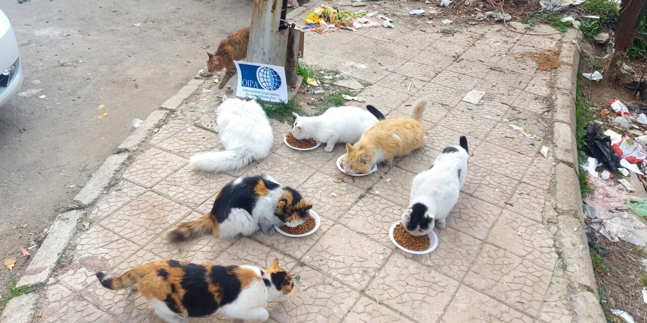 STRAY FEEDING ACTIVITY IN DAMASCUS AND ALEPPO