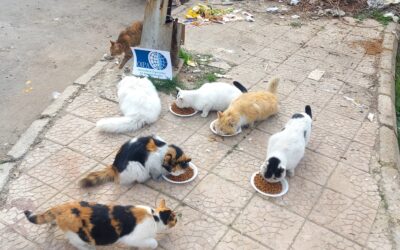 STRAY FEEDING ACTIVITY IN DAMASCUS AND ALEPPO