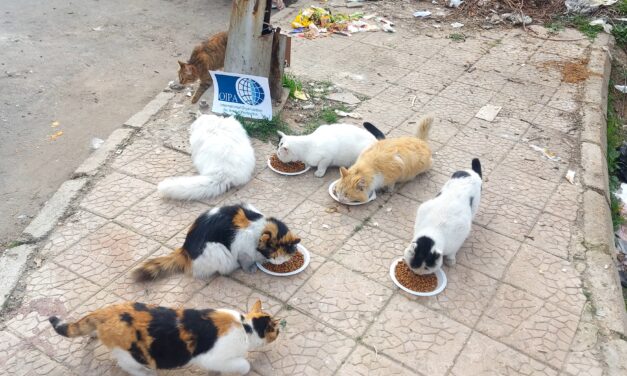 STRAY FEEDING ACTIVITY IN DAMASCUS AND ALEPPO