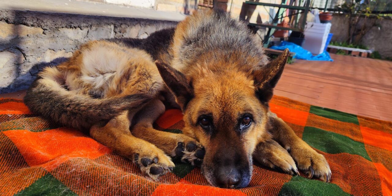 BALOO, AN ELDERLY DOG ABANDONED. RESCUED BY OIPA VOLUNTEERS IN ITALY