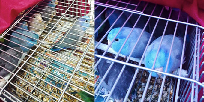37 BIRDS SEIZED AT THE PORT OF GENOA BY OIPA, CRAMMED UNDER THE SEAT OF A CAR HEADED TO MOROCCO. HOLDER REPORTED
