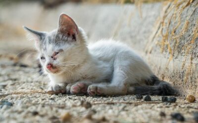 TOGETHER, WE GAVE STRENGTH TO ANIMALS IN NEED. OIPA ACTIVITIES IN 2023