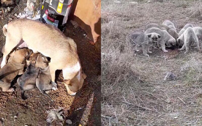 18 PUPPIES AND TWO MOTHERS NEED HELP FOR VACCINATIONS
