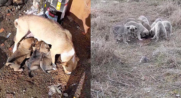 18 PUPPIES AND TWO MOTHERS NEED HELP FOR VACCINATIONS