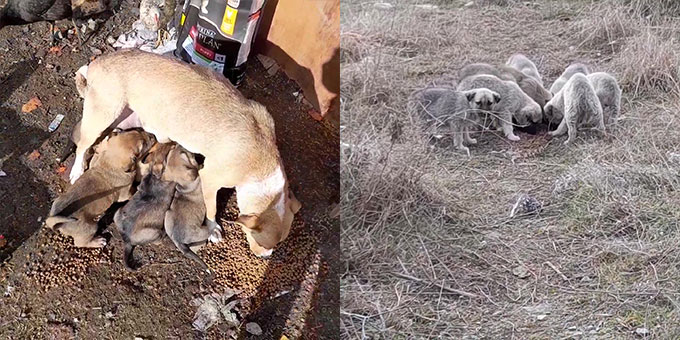 18 PUPPIES AND TWO MOTHERS NEED HELP FOR VACCINATIONS