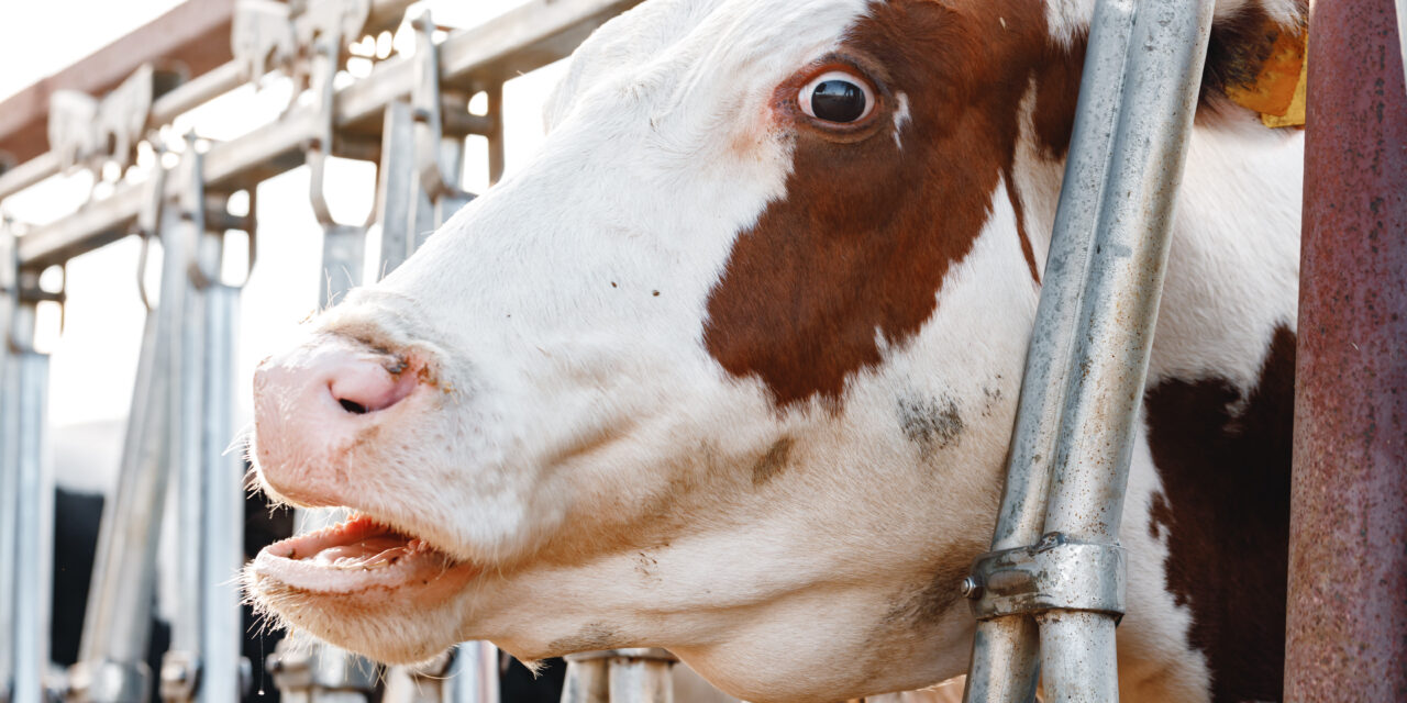 TWO RECENT CASES CONFIRM THE CRUELTY AND SUFFERING BEHIND LIVE ANIMAL EXPORTS