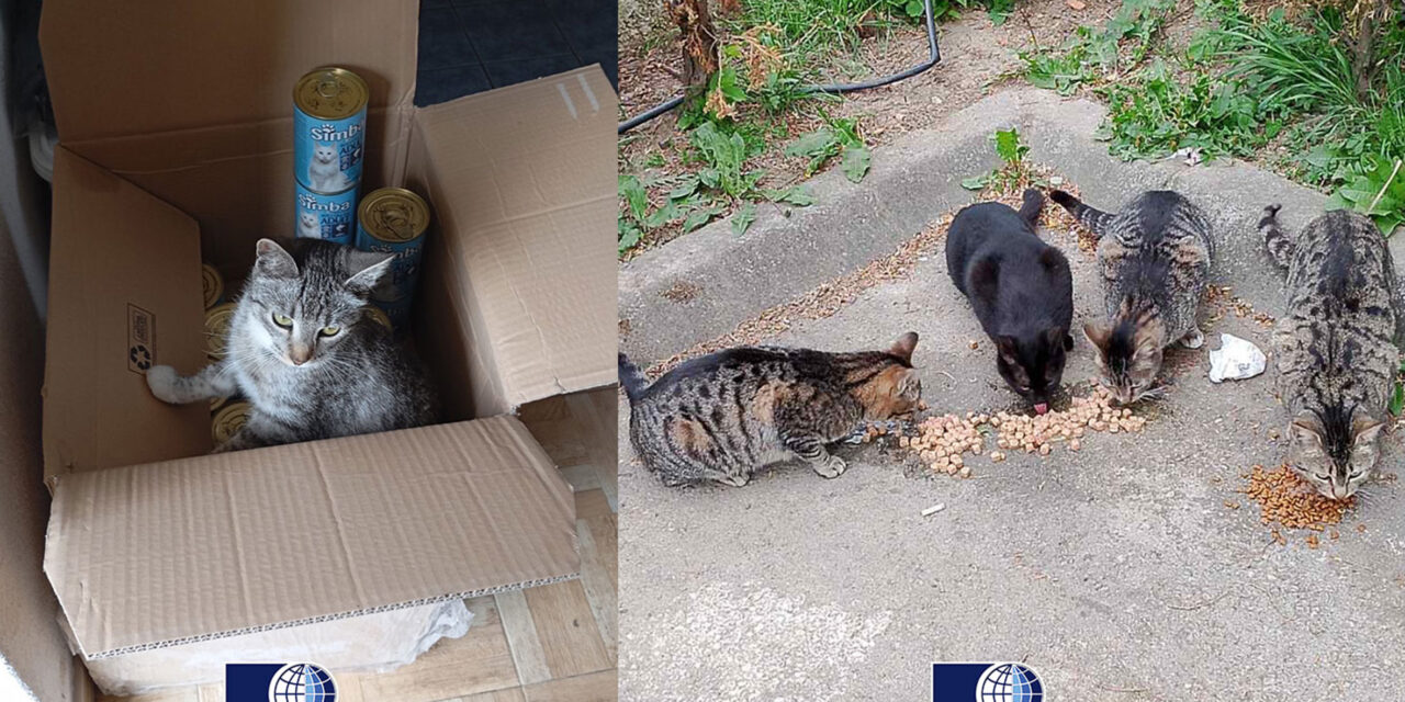 DONATION OF FOOD TO STRAY CATS IN BANJA LUKA