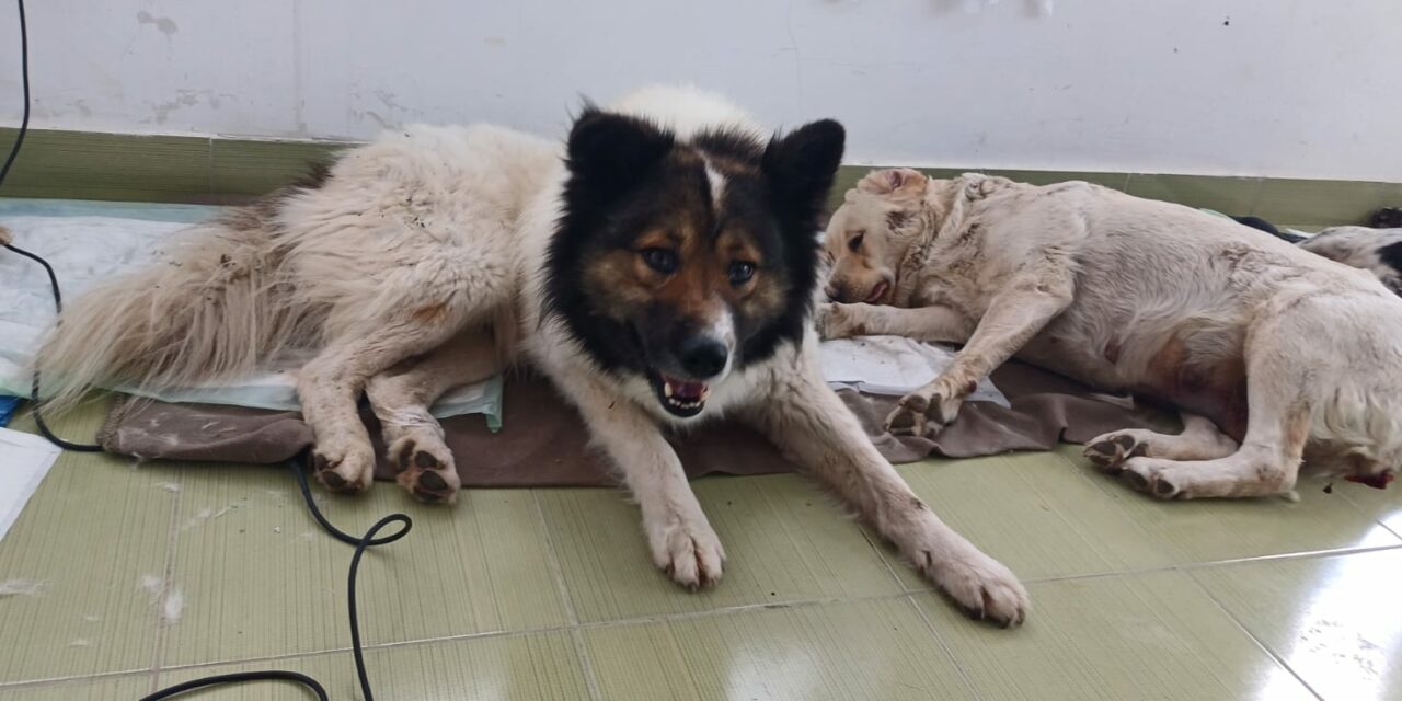 FIRST ROUND OF DOG STERILIZATION CAMPAIGN IN BRANISTEA: 109 ANIMALS SPAYED AND NEUTERED