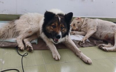 FIRST ROUND OF DOG STERILIZATION CAMPAIGN IN BRANISTEA: 109 ANIMALS SPAYED AND NEUTERED