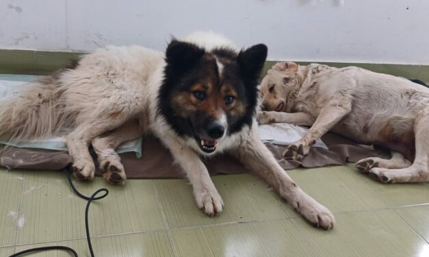 FIRST ROUND OF DOG STERILIZATION CAMPAIGN IN BRANISTEA: 109 ANIMALS SPAYED AND NEUTERED